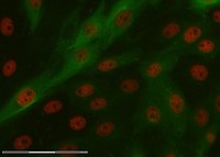 Cūkas nieres šūnu līnijas LLCPK1 kontroles šūnas. Zaļš – citoplazma, sarkans – kodols. Attēlu iegūšana un šūnu izolēšana veikta ar Laser Microdissection with ZEISS PALM MicroBeam.