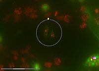 Cūkas nieres šūnu līnijas LLCPK1 kontroles šūnas. Zaļš- citoLLCPK1 ar pretvēža aģentu apstrādātas šūnas. Zaļš – citoplazma, sarkans – kodols.Attēlu iegūšana un šūnu izolēšana veikta ar Laser Microdissection with ZEISS PALM MicroBeam.
