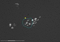 Cūkas nieres šūnu līnijas LLCPK1 ar pretvēža aģentu apstrādātas šūnas. Šūnu grupas iezīmēšana mikrodisekcijai. Attēlu iegūšana un šūnu izolēšana veikta ar Laser Microdissection with ZEISS PALM MicroBeam.