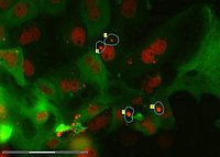 Cūkas nieres šūnu līnijas LLCPK1 ar pretvēža aģentu apstrādātas šūnas. Vienas šūnas iezīmēšana mikrodisekcijai. Attēlu iegūšana un šūnu izolēšana veikta ar Laser Microdissection with ZEISS PALM MicroBeam.